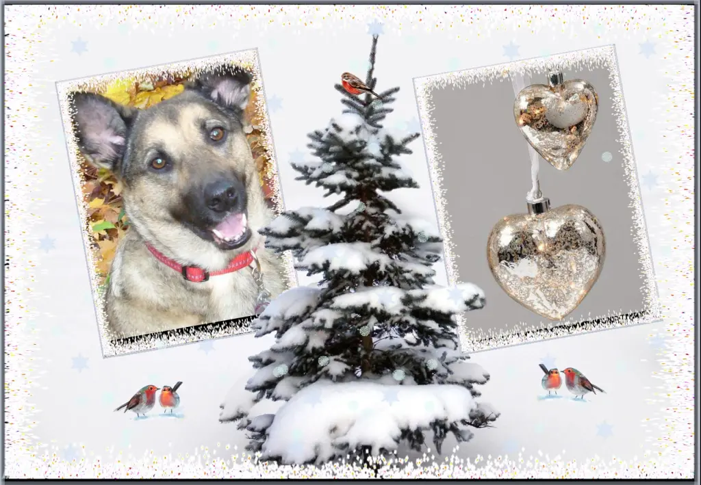 Condolence image of Klaudia mit Misiu❤❤❤Ganz Tief im Herzen❤