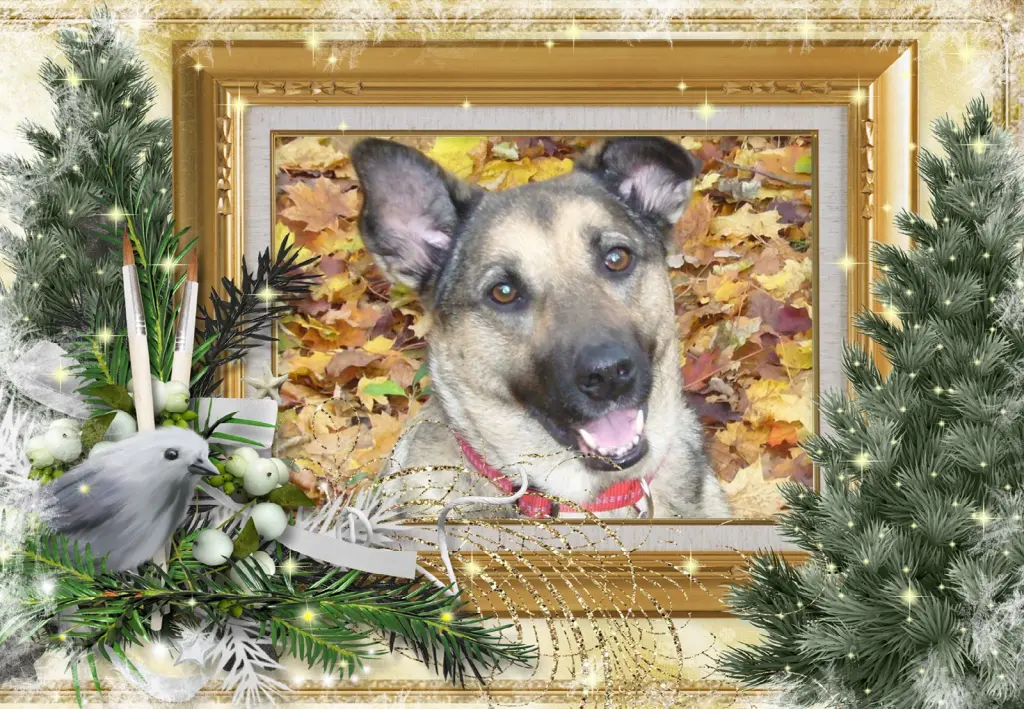 Condolence image of Klaudia mit Misiu❤❤❤Ganz Tief im Herzen❤