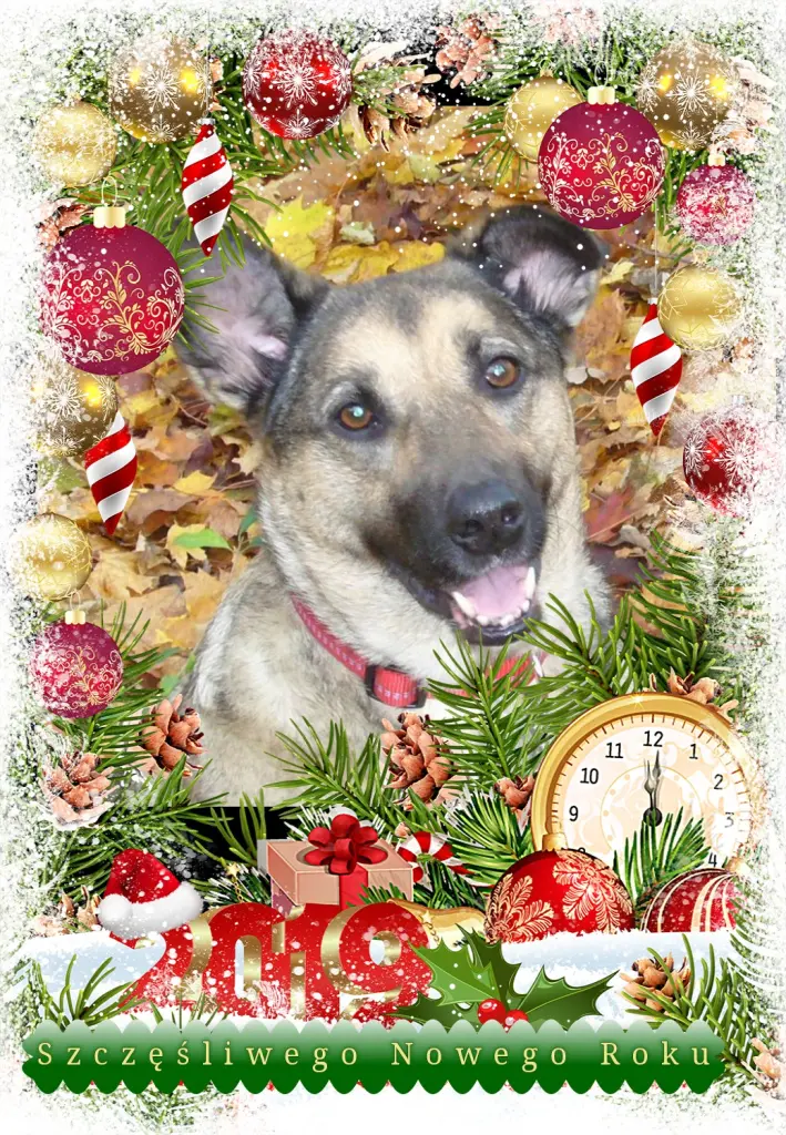 Condolence image of Klaudia mit Misiu❤❤❤Ganz Tief im Herzen❤