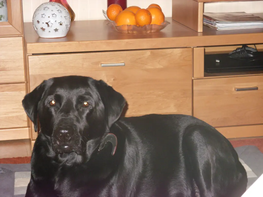 Condolence image of Evelyn mit Nele und Lara tief im Herzen