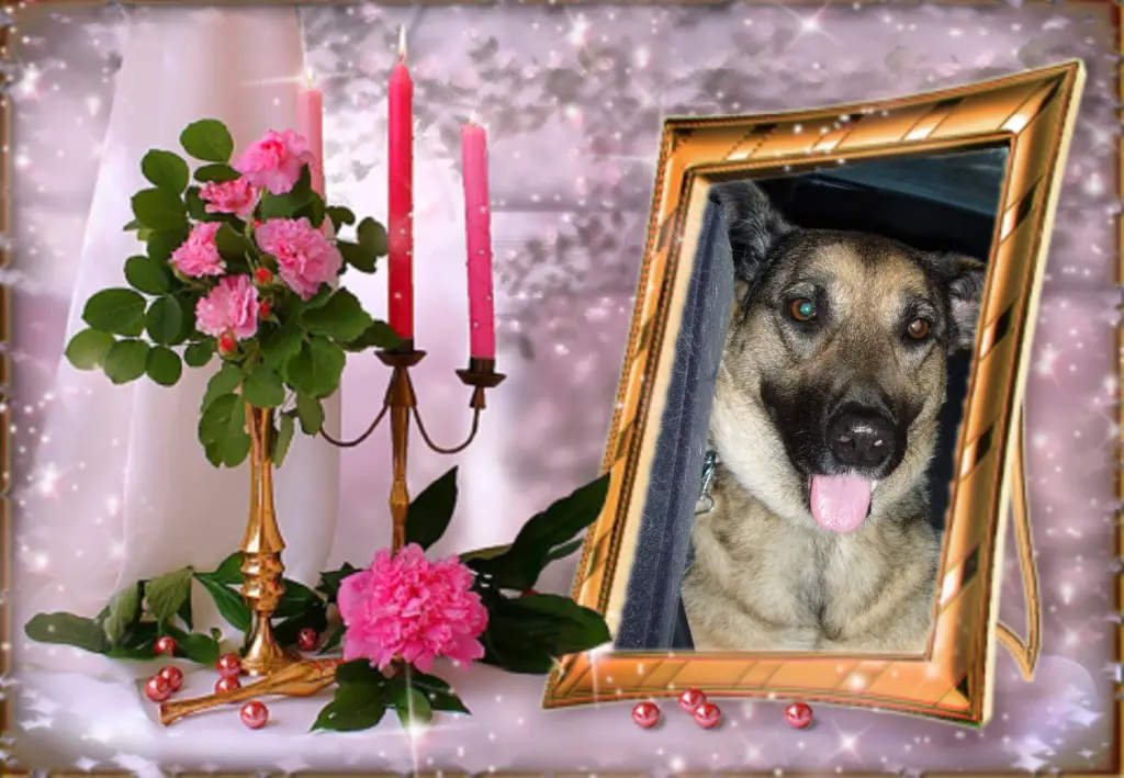 Condolence image of Klaudia mit Misiu❤❤❤Ganz Tief im Herzen❤