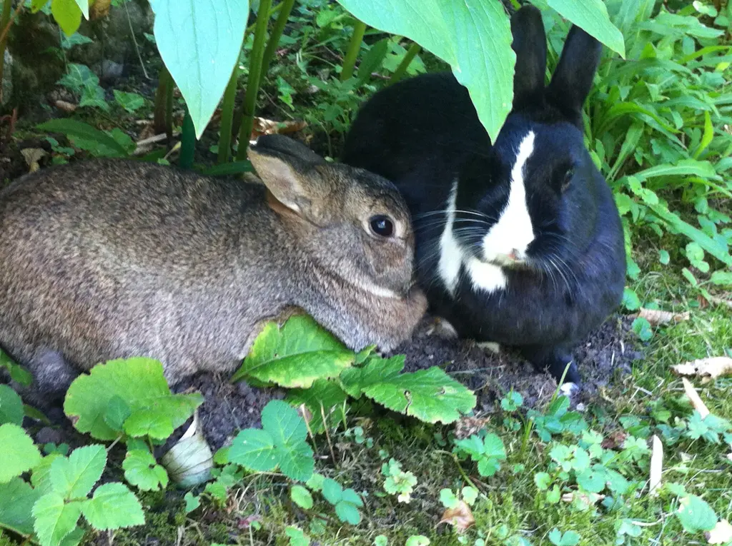 Condolence image of Eine Sonntagsrose für Luna 