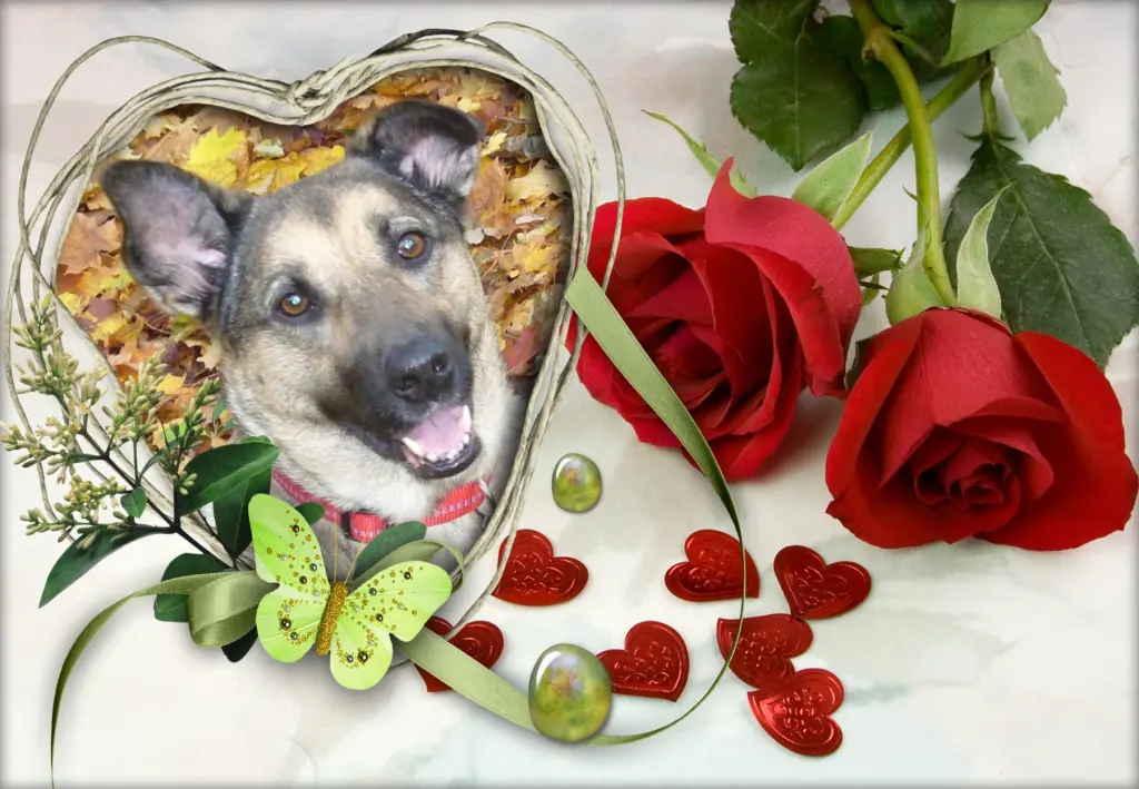 Condolence image of Klaudia mit Misiu❤❤❤Ganz Tief im Herzen❤