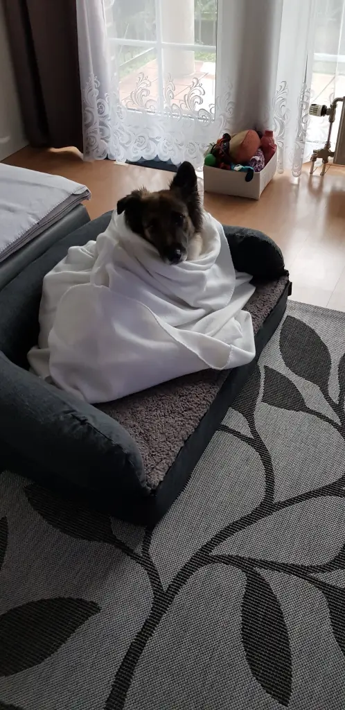 Condolence image of Fur Gabriele❤️