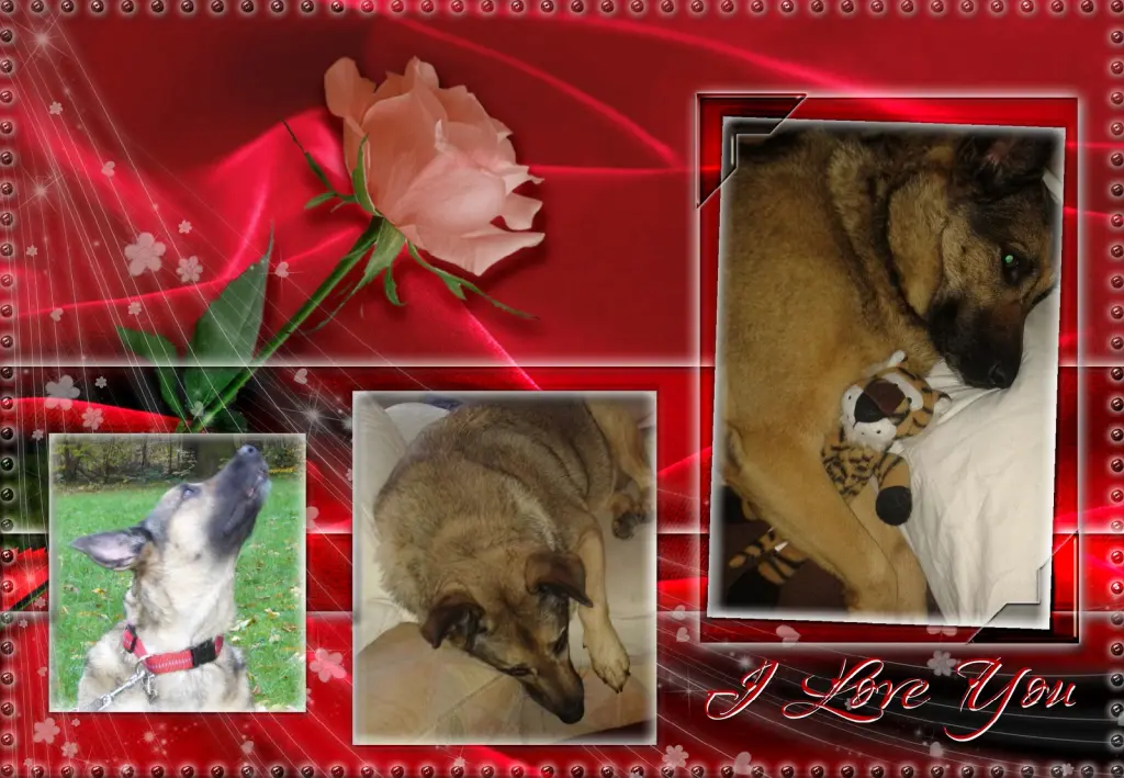 Condolence image of Fur Luna❤️