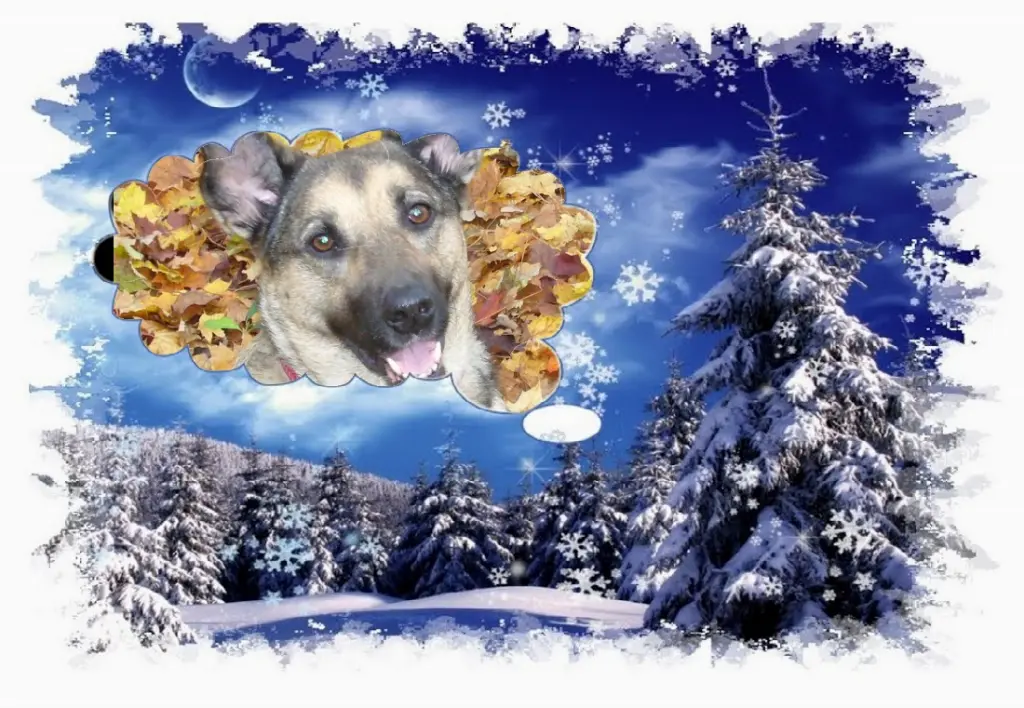 Condolence image of Fur Liebe Luna❤️