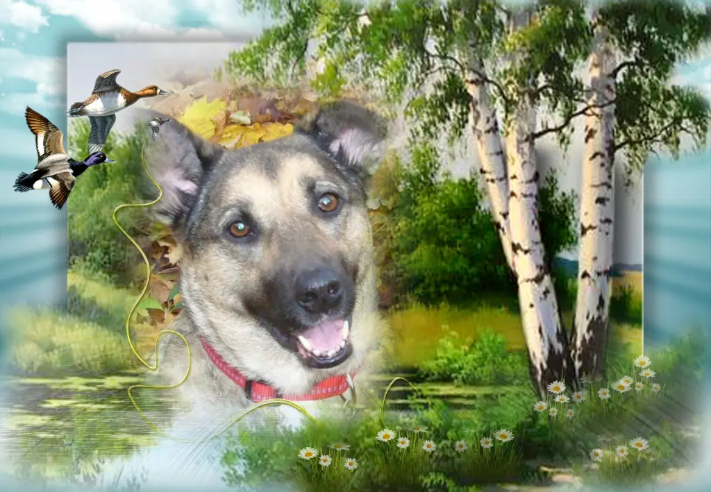 Condolence image of Guten Abend Liebe Luna❤️