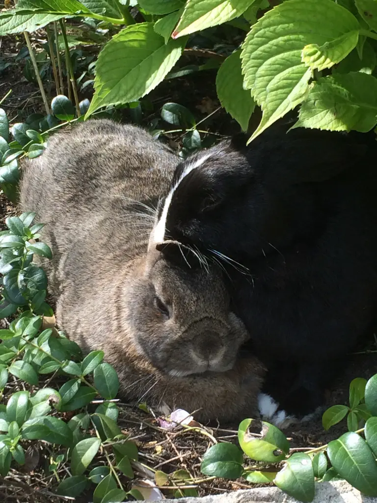 Condolence image of Rosen für Luna 