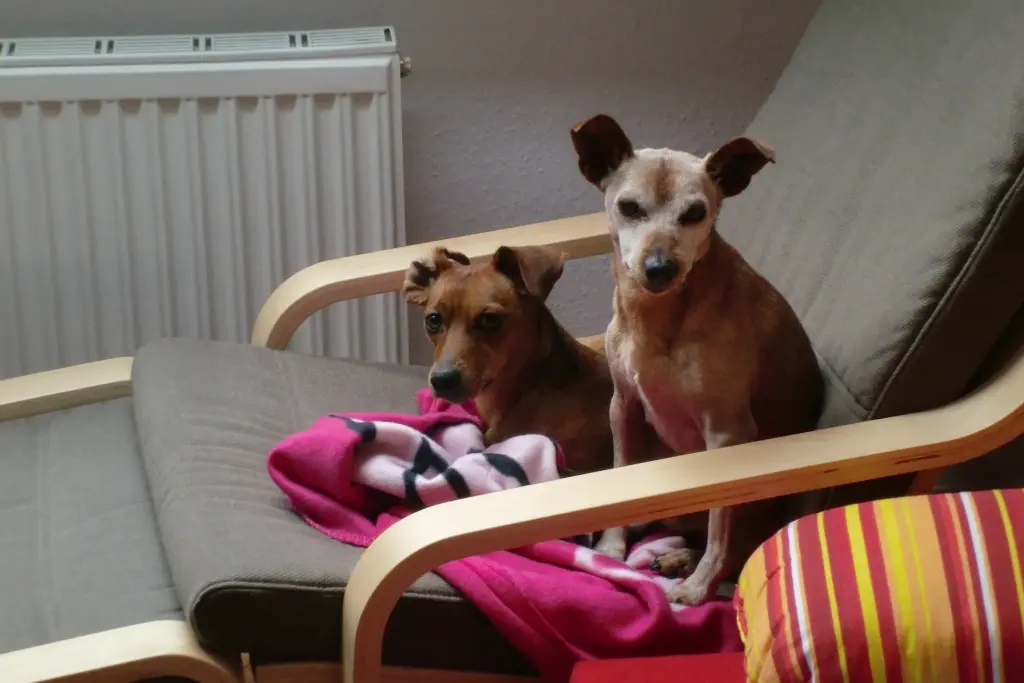 Condolence image of Jutta mit Purzel tief im Herzen ✟ 08.05.2016