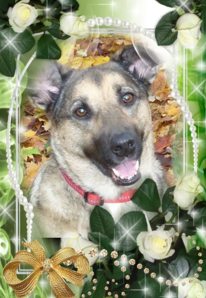 Condolence image of Liebste Luna❤️