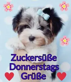 Condolence image of Brigitte mit Nelly, Benny und Axel im Herzen