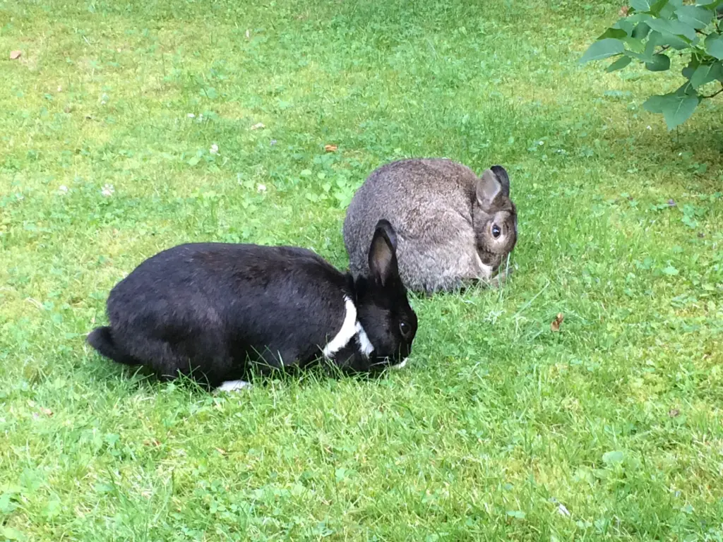 Condolence image of Eine Sonntagsrose für Luna
