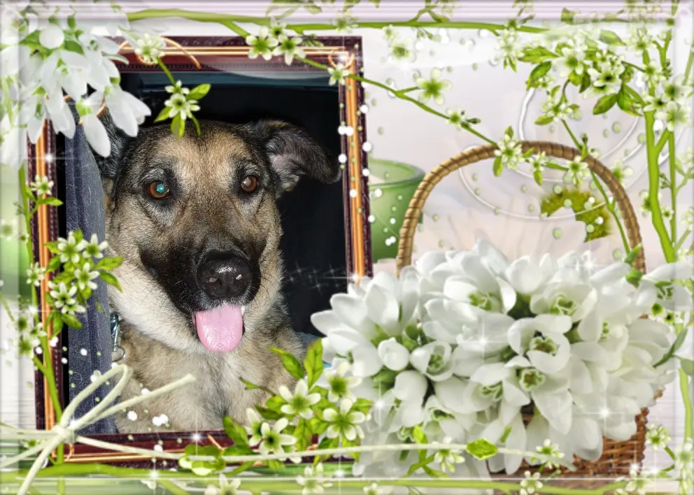 Condolence image of Guten Abend❤️