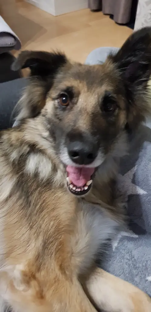 Condolence image of Fur Gabriele❤️