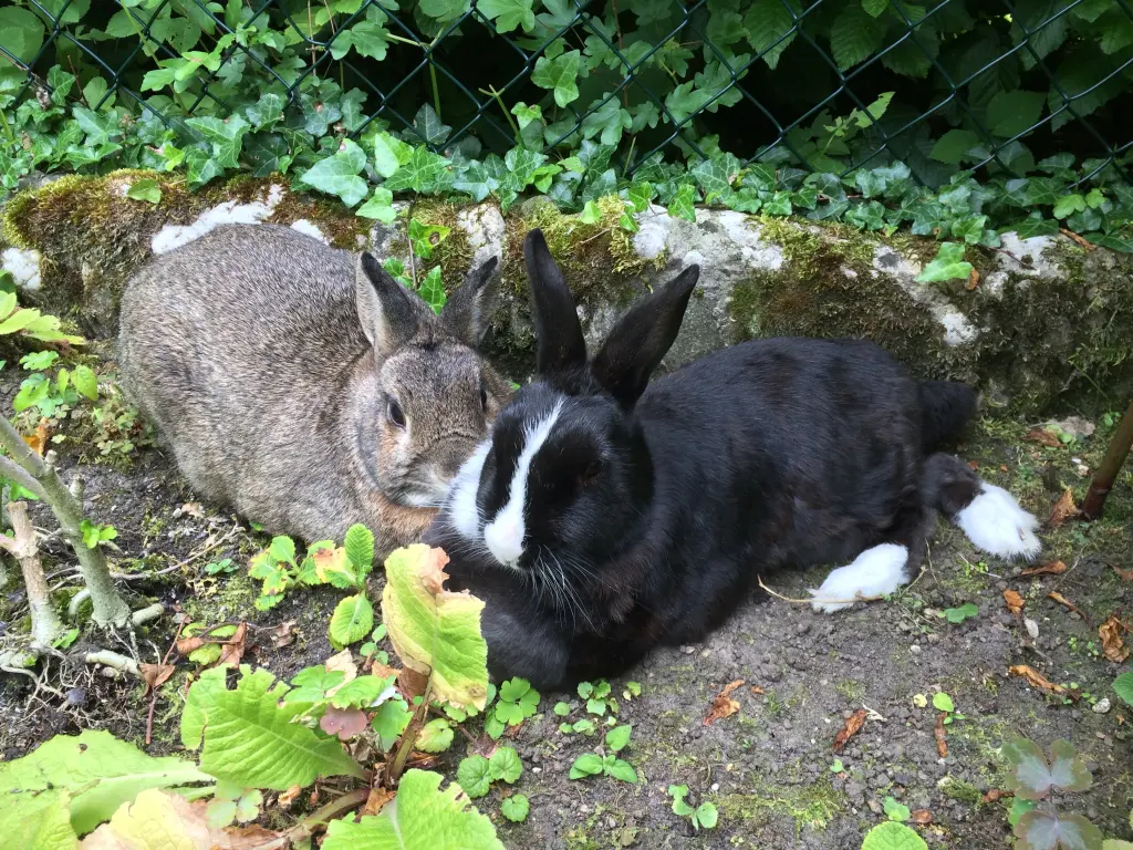 Condolence image of Eine Sonntagsrose für Luna