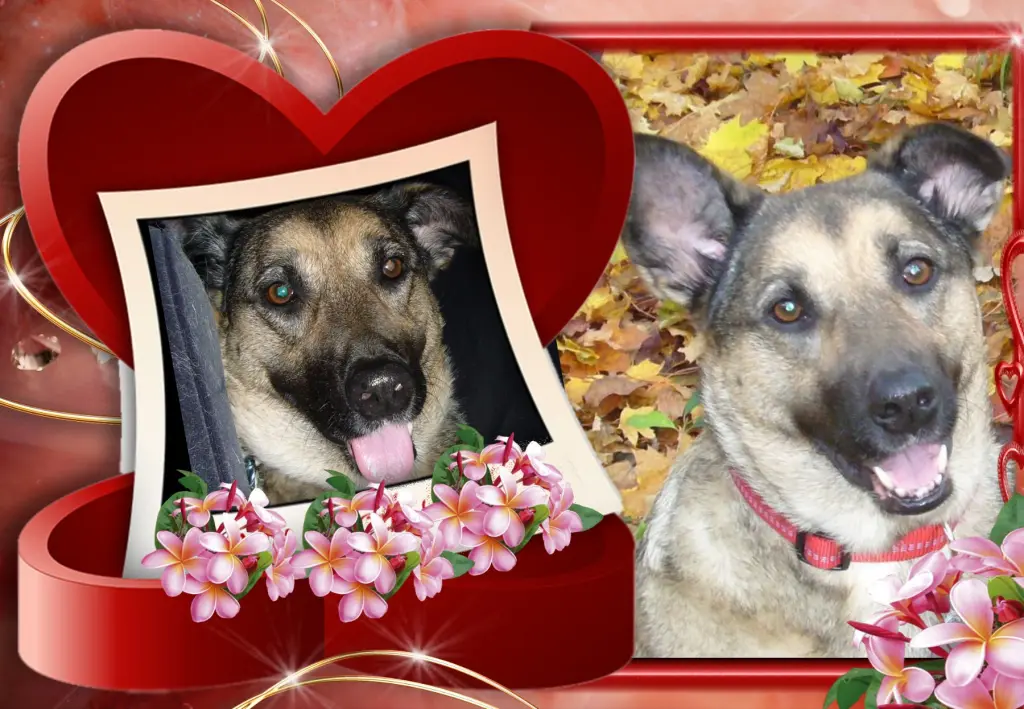 Condolence image of Liebe Luna❤️