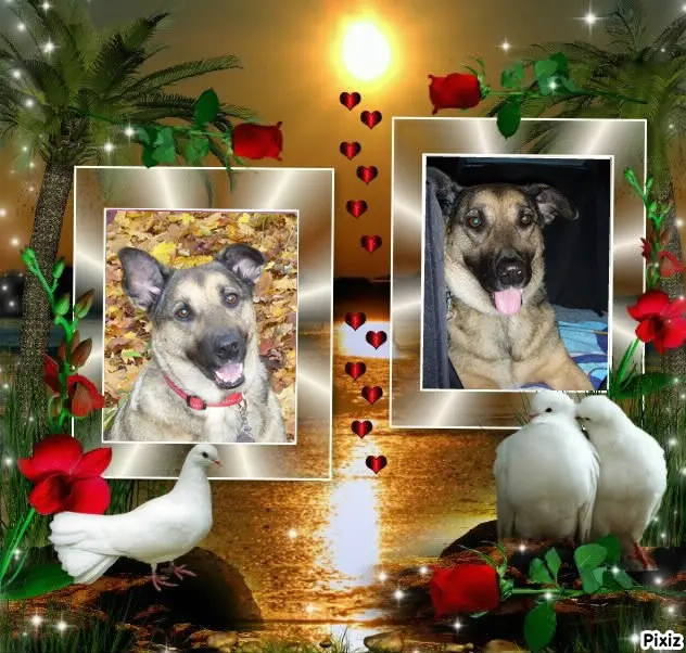 Condolence image of Liebe Luna❤️