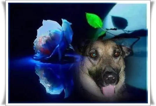 Condolence image of Liebe Luna❤️