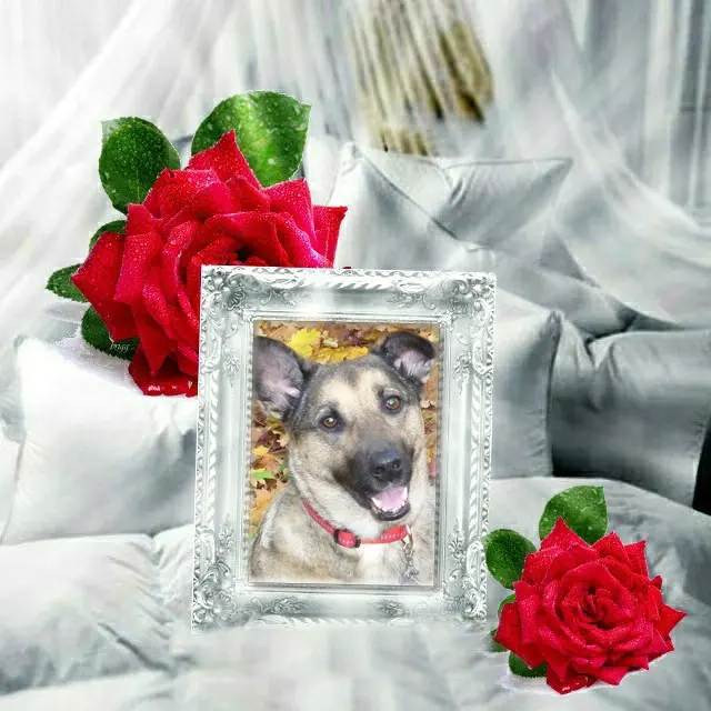 Condolence image of Sontags Rosen fur Luna❤️