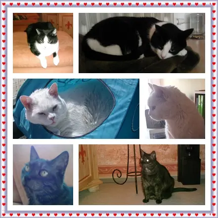 Condolence image of Ilse mit Gismo, Fee und Minna tief im Herzen