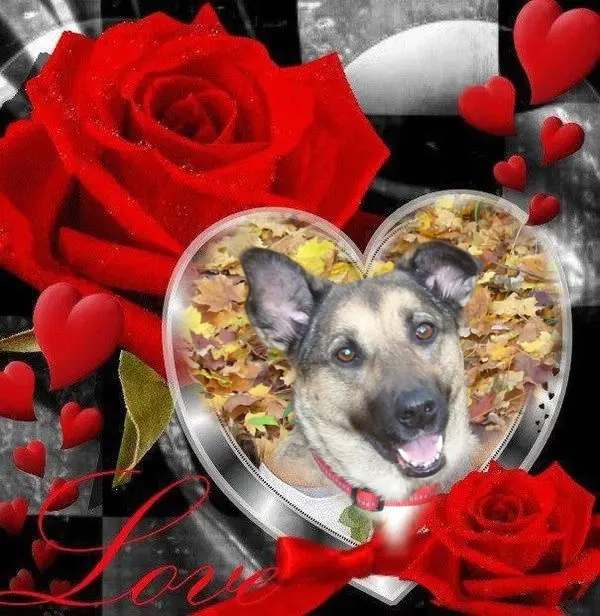 Condolence image of Gute Nacht❤️