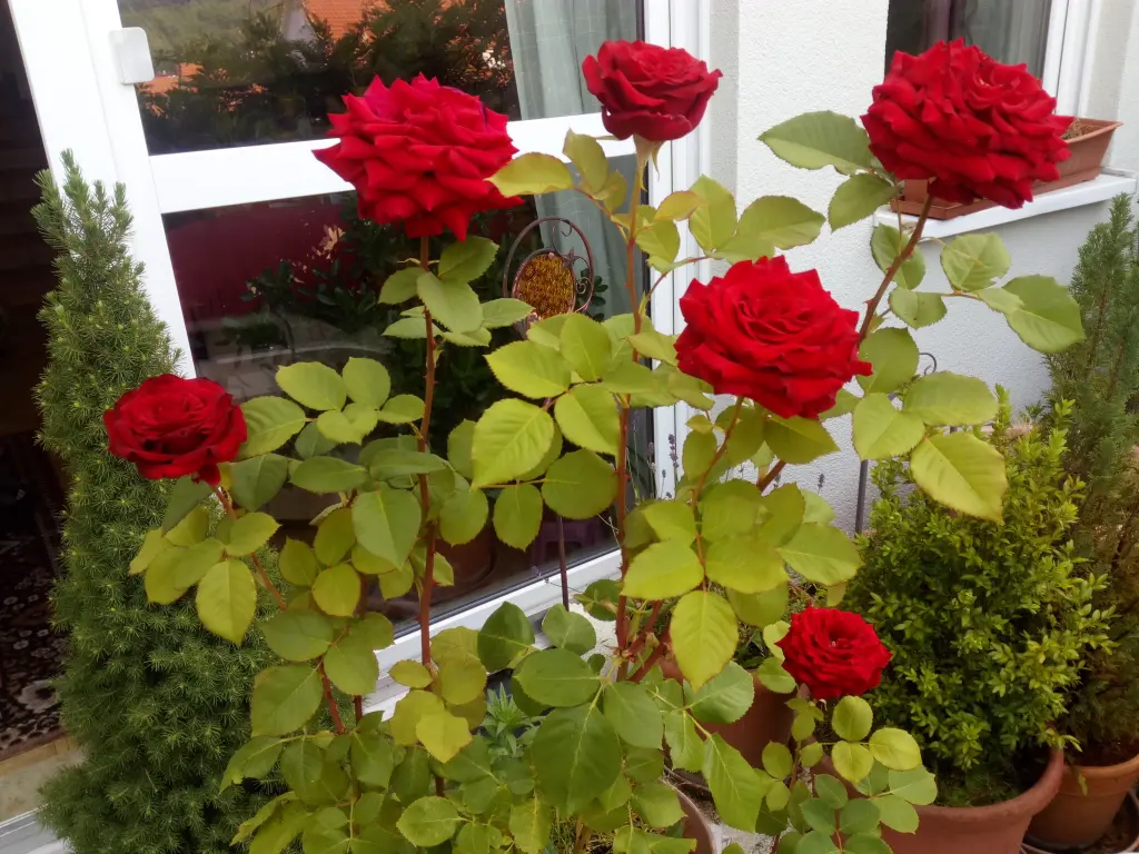 Condolence image of Marika mit Balou und Hippo im Herzen