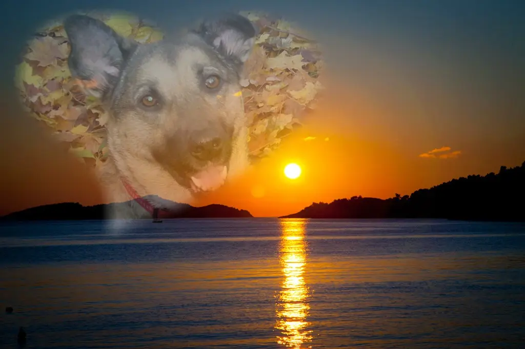 Condolence image of Gute Nacht❤️