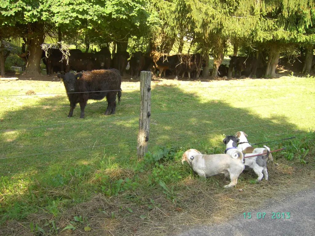 Condolence image of Marika mit Balou und Hippo im Herzen