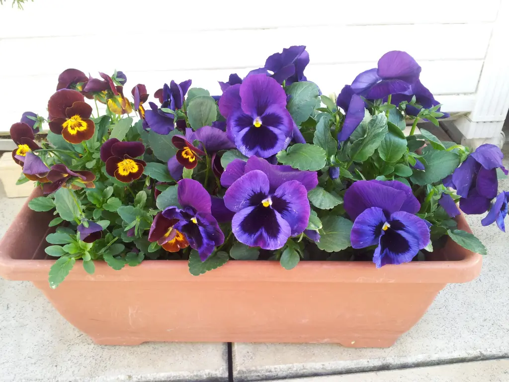 Condolence image of Ilse mit Gismo, Fee und Minna tief im Herzen