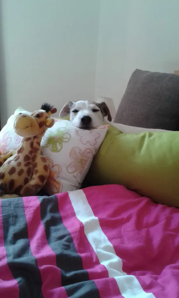 Condolence image of Kerstin mit  Gismo  im Herzen 