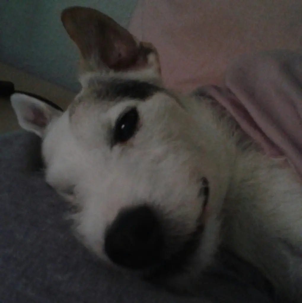 Condolence image of Kerstin mit  Gismo  im Herzen 