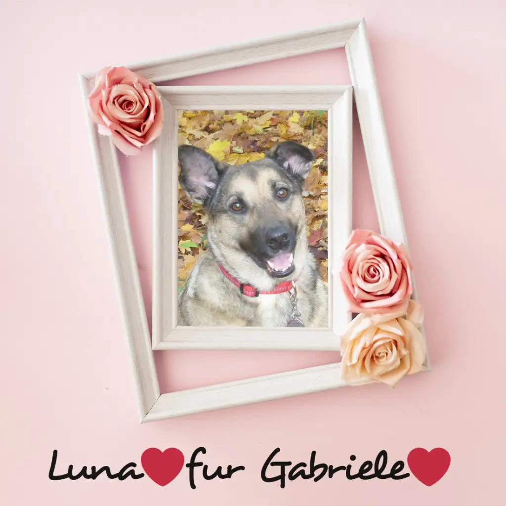 Condolence image of Sonntags Rosen fur Lunchen❤️