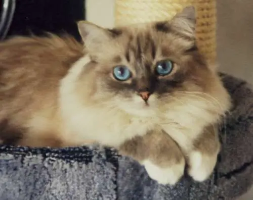 Condolence image of Uschi mit Seelenkatzen Jojo und Merlin