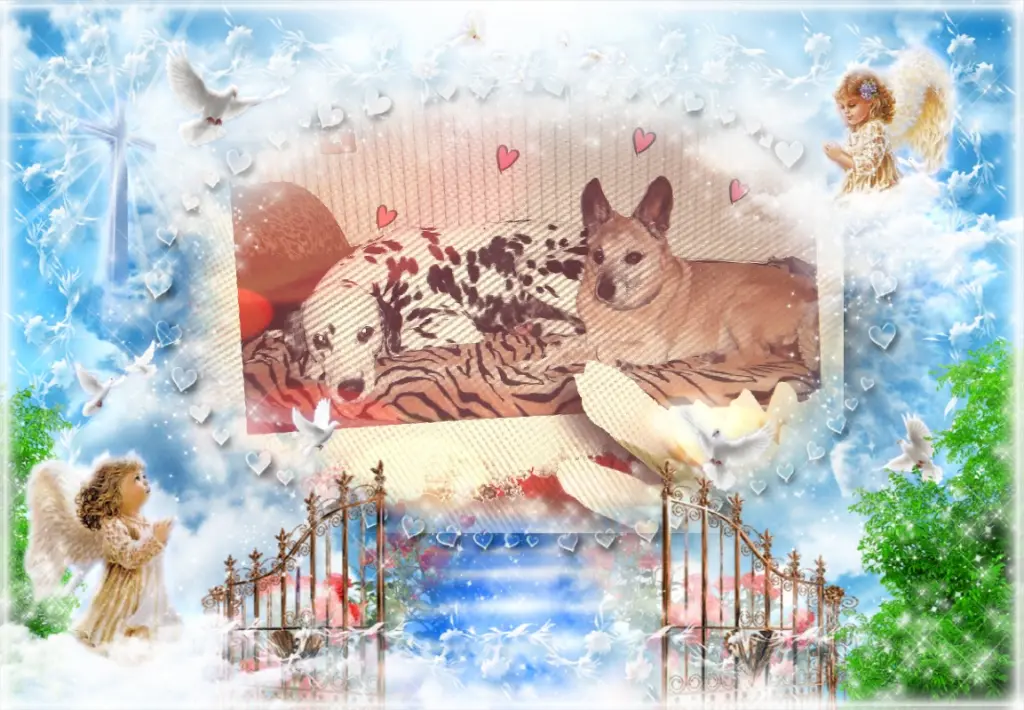 Condolence image of Eine Rose für die liebe Luna❤