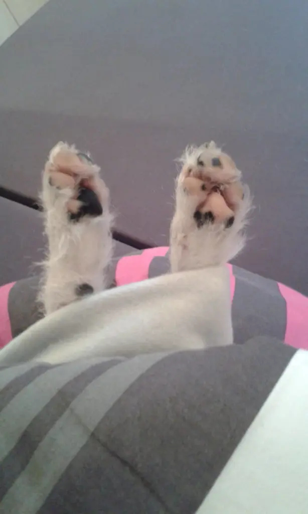 Condolence image of Kerstin mit  Gismo  im Herzen 