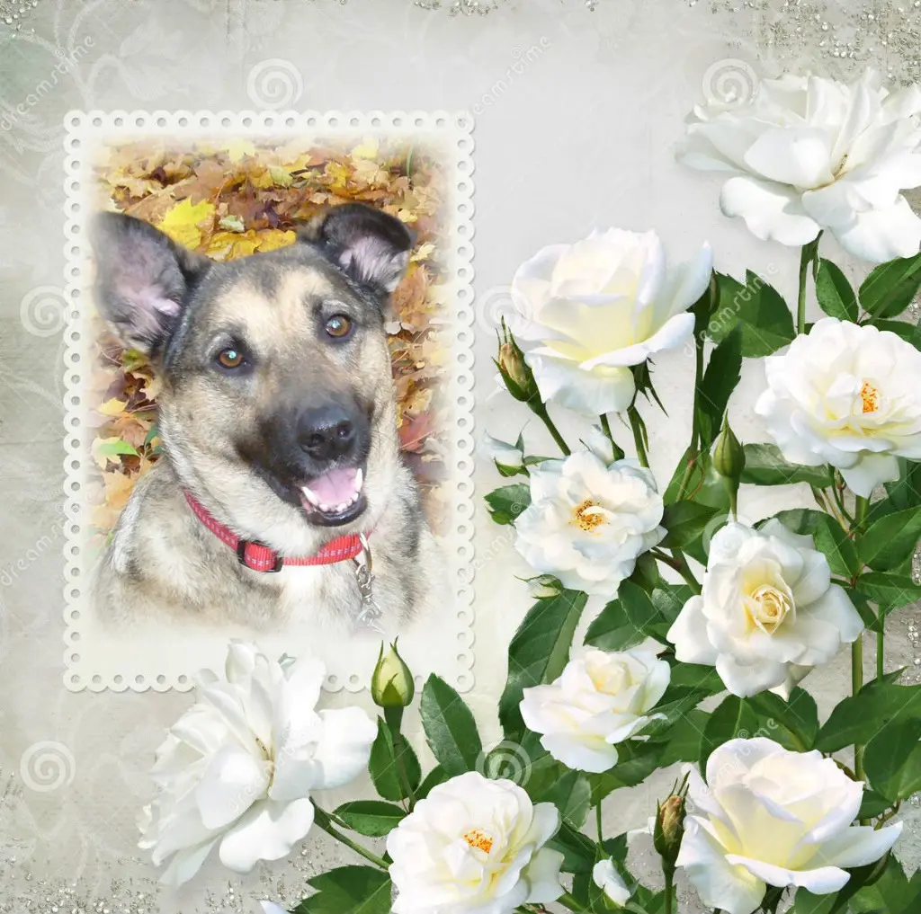 Condolence image of ❤️❤️❤️