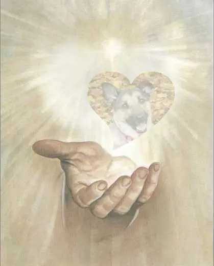 Condolence image of Sonntags Rosen fur Luna❤️