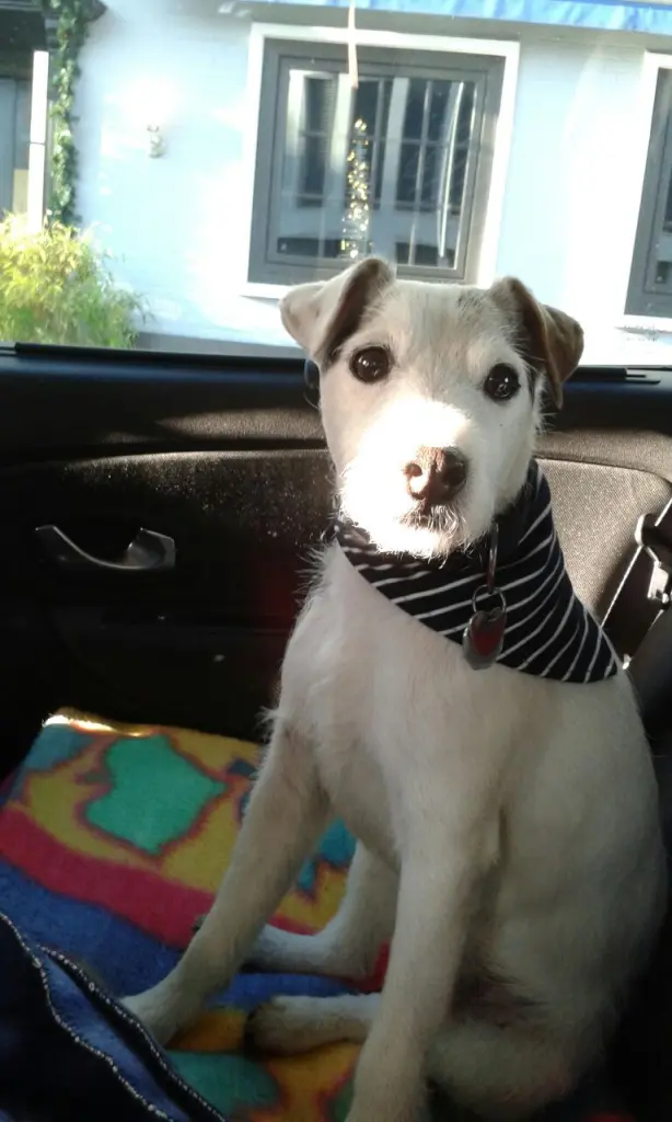 Condolence image of Kerstin mit  Gismo  im Herzen 