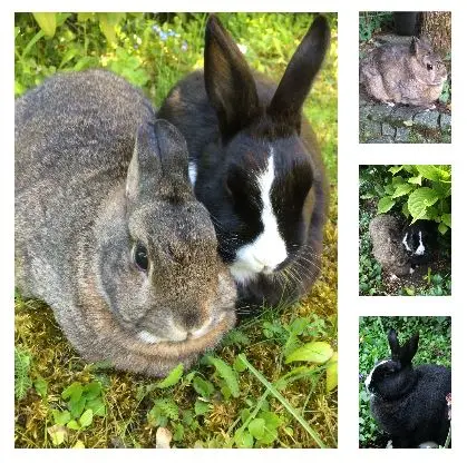 Condolence image of Eine Sonntagsrose für Luna