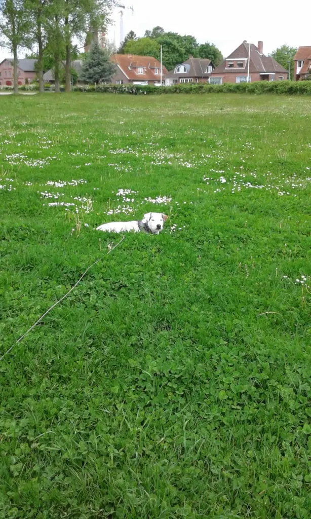 Condolence image of Kerstin mit  Gismo  im Herzen 