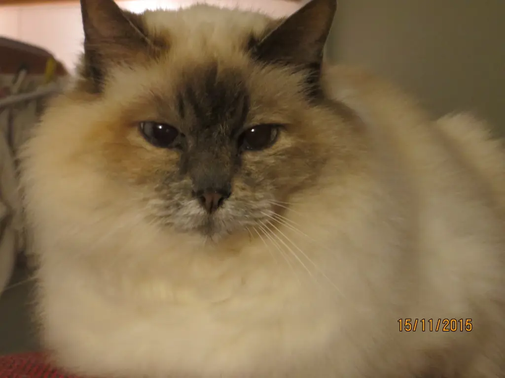 Condolence image of Uschi mit Seelenkazen Jojo und Merlin