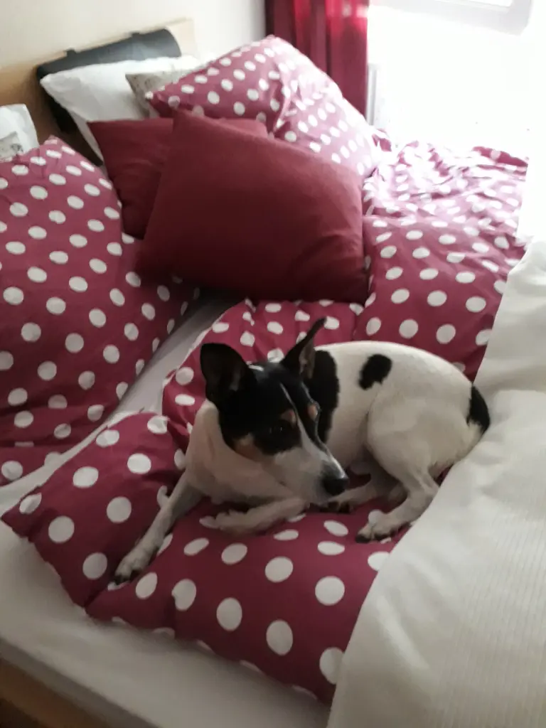 Condolence image of Kerstin mit  Gismo  im Herzen 