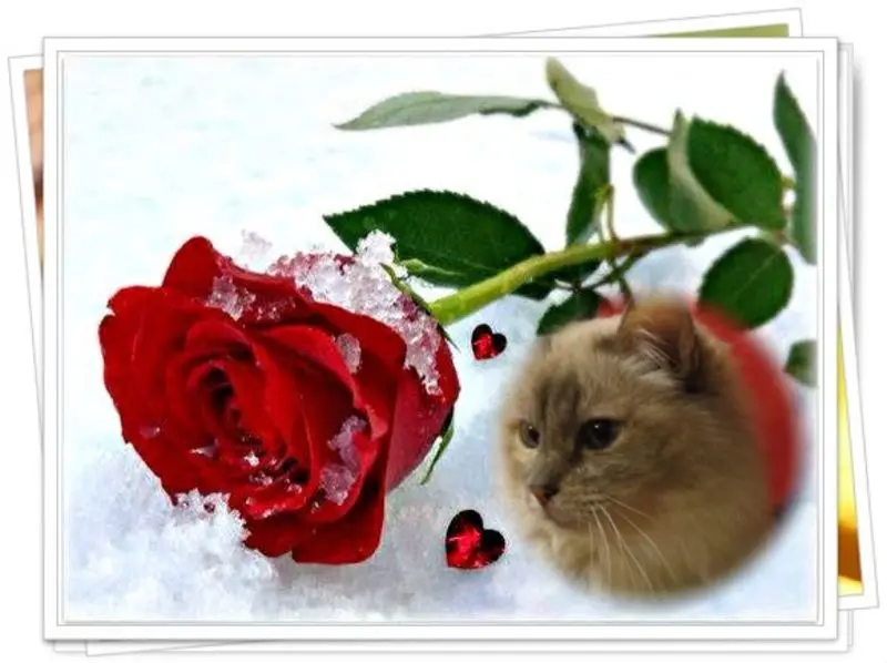 Condolence image of Uschi mit Seelenkatzen Jojo und Merlin