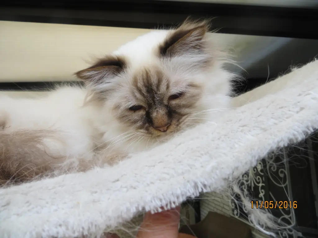 Condolence image of Uschi mit Seelenkatzen Jojo und Merlin