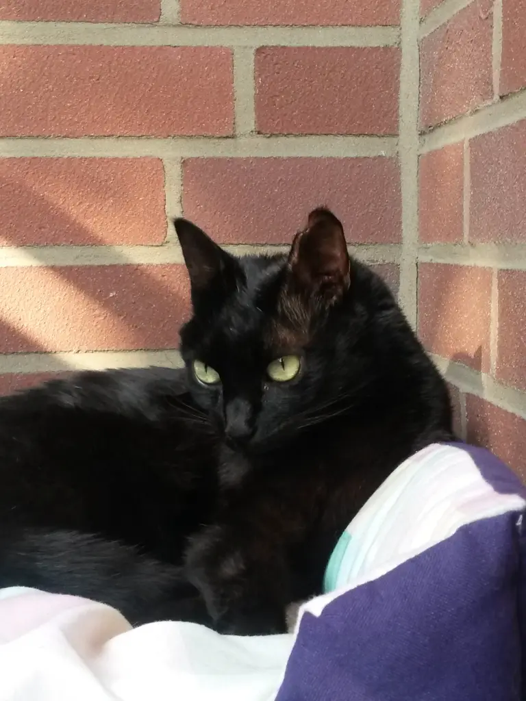 Condolence image of  Anja mit Joy im Herzen ❤