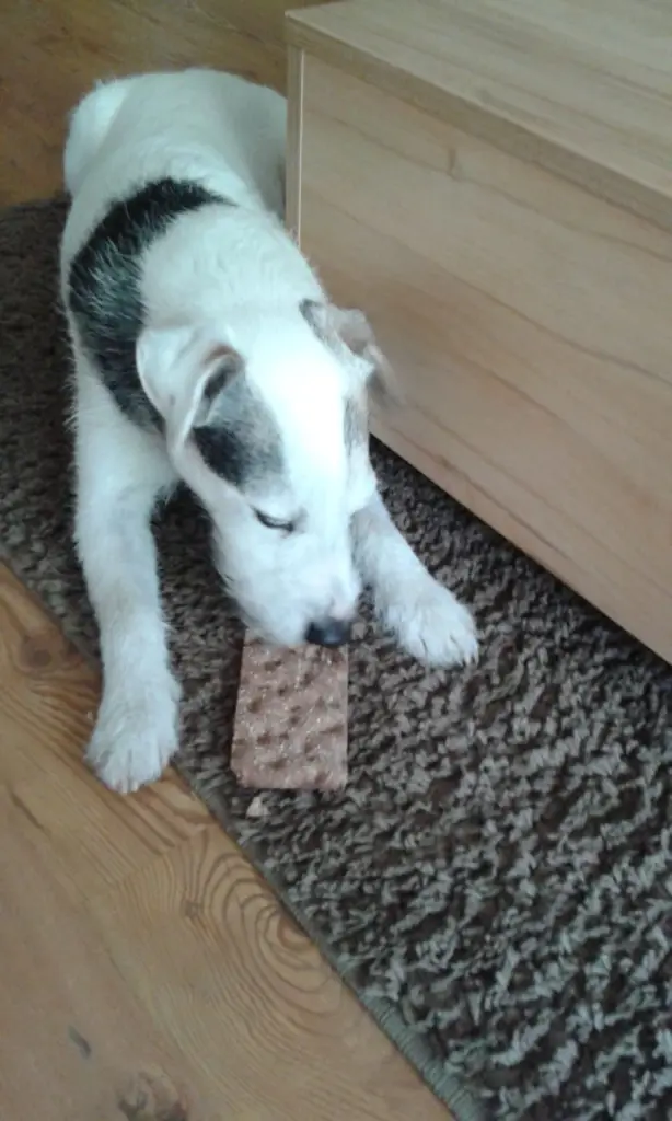 Condolence image of Kerstin mit  Gismo  im Herzen 