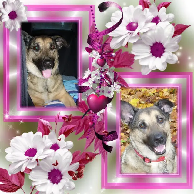 Condolence image of Fur Lunchen❤️