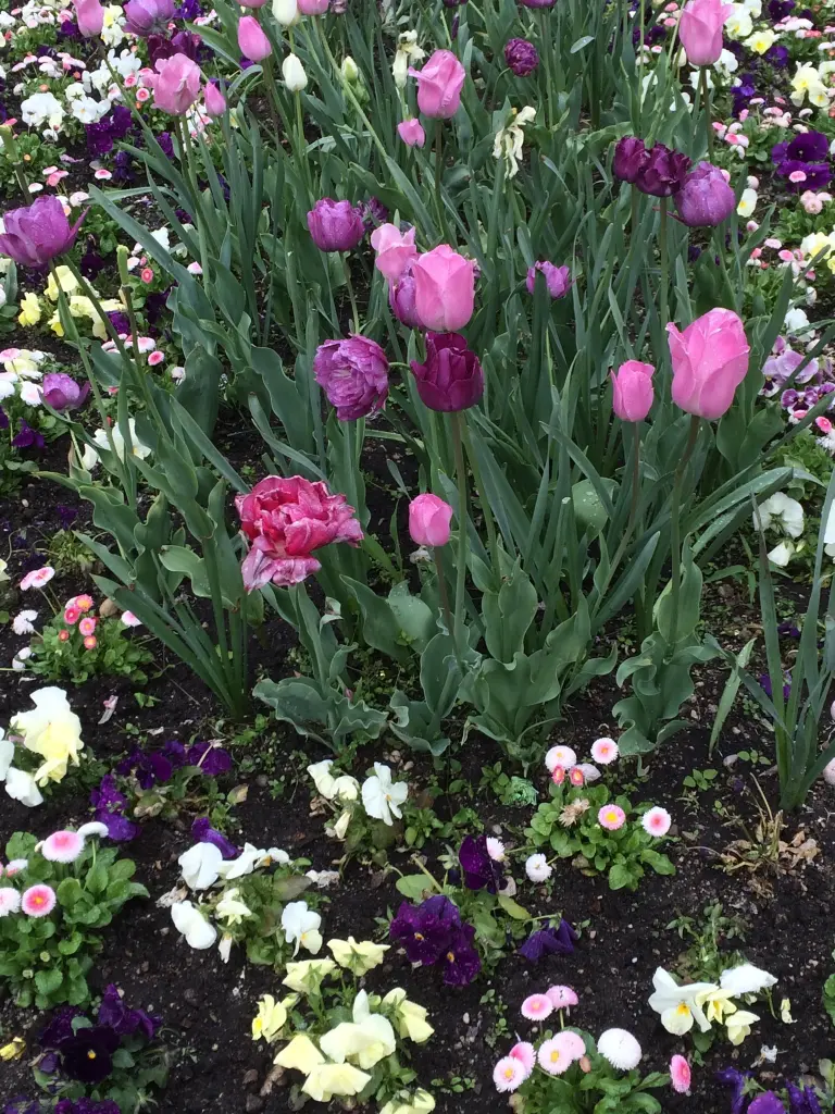 Condolence image of Späte Geburtstagsrosen für Luna 