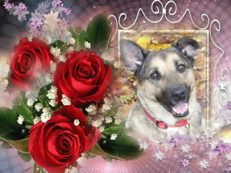 Condolence image of Sonntags Rosen fur Luna❤️