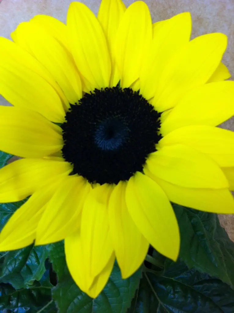 Condolence image of Sonntagsrosen